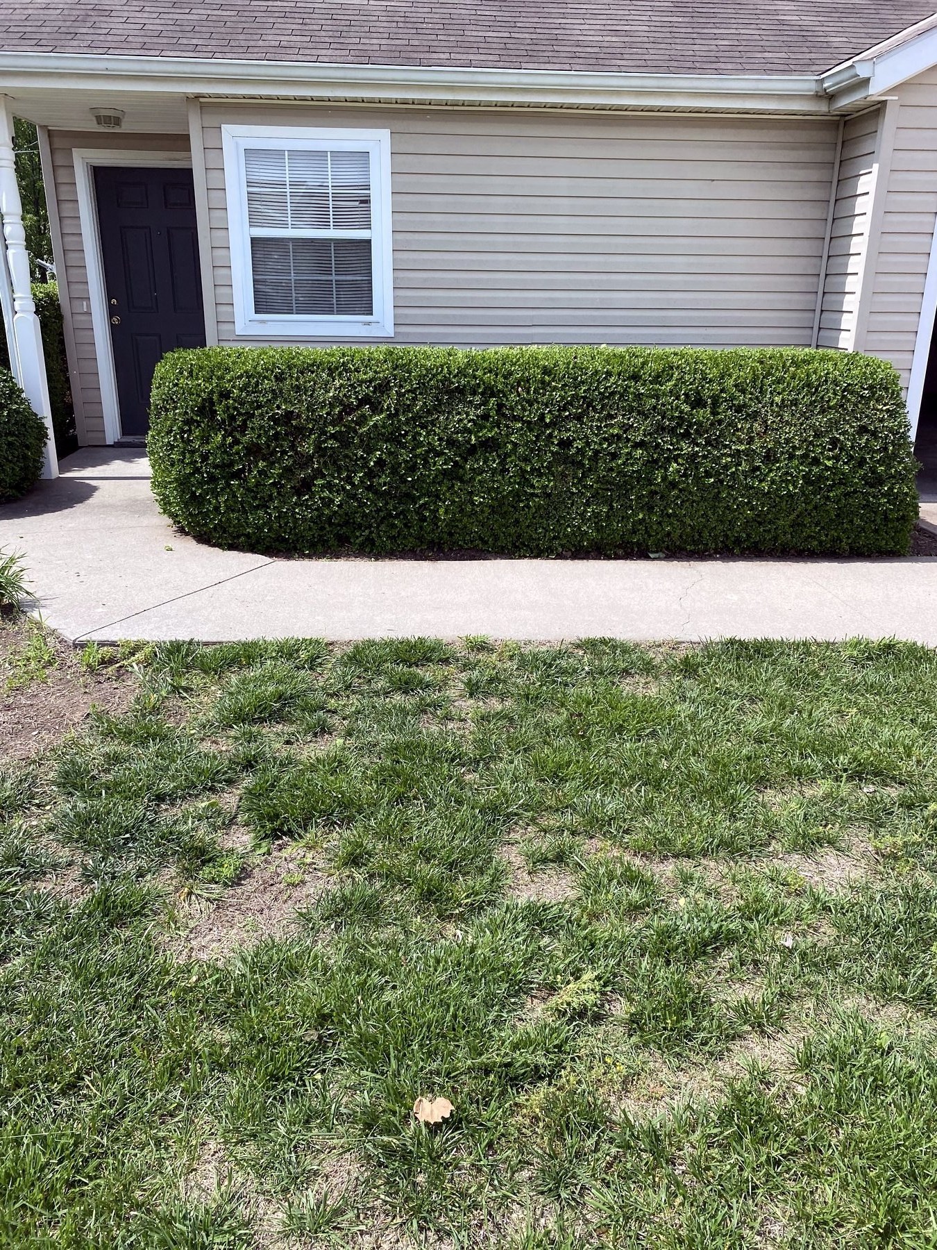 Shrub & Hedge Trimming